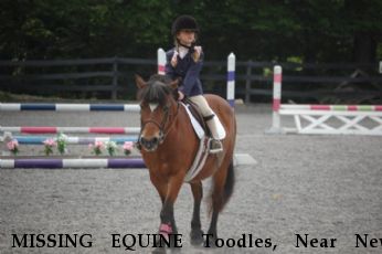 MISSING EQUINE Toodles, Near New Holland, PA, 17557